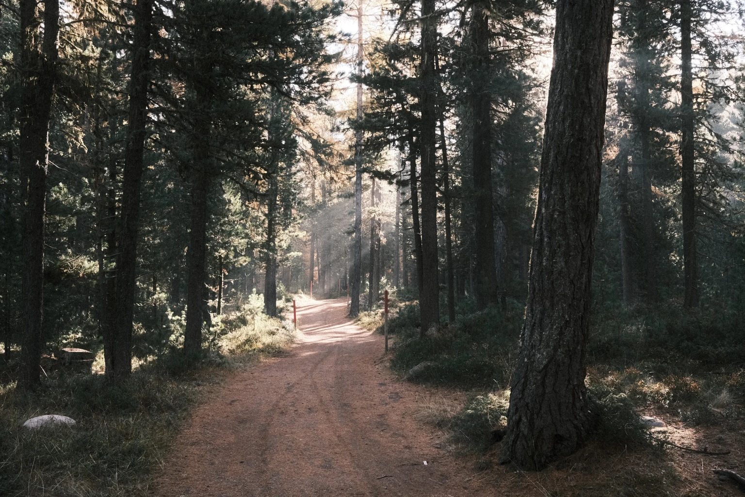 Stazerwald